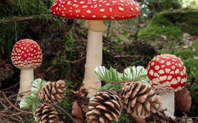 Svampe og kogler d. 15. november 2025