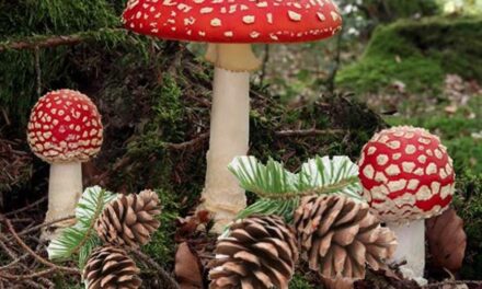 Svampe og kogler d. 15. november 2025