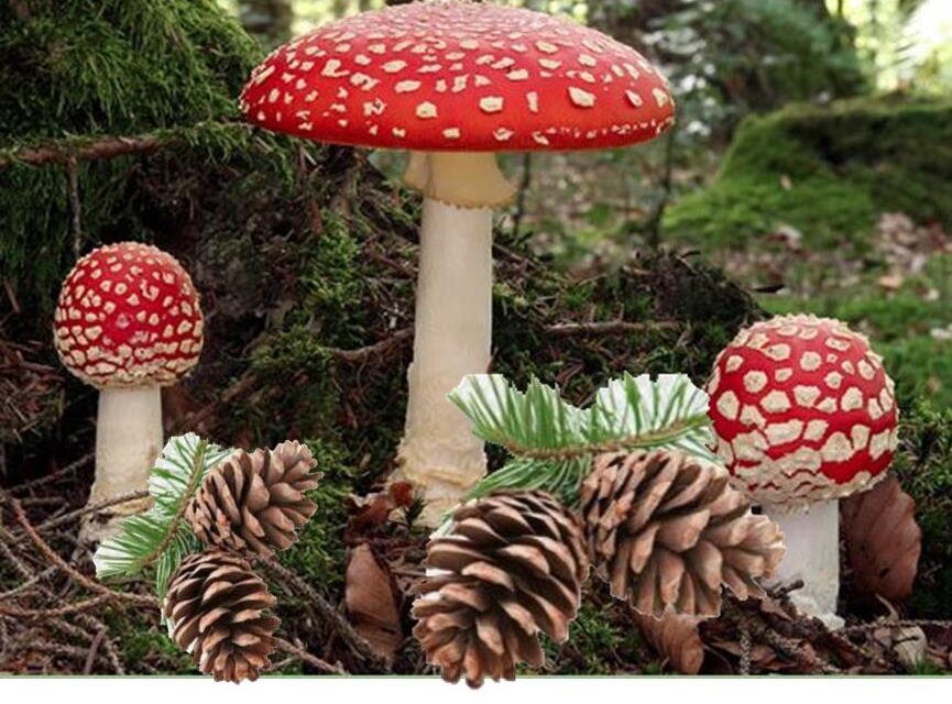 Svampe og kogler d. 15. november 2025