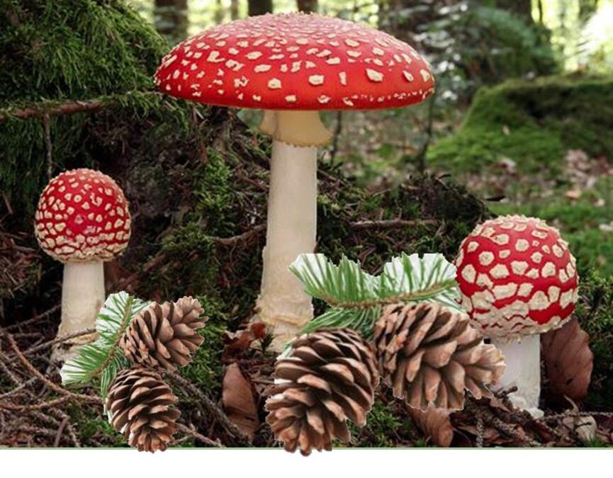 Svampe og kogler d. 15. november 2025